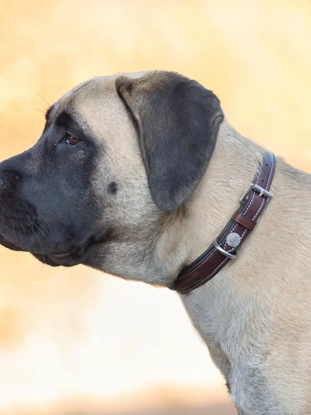 DS Fancy-Stitched Dog Collar